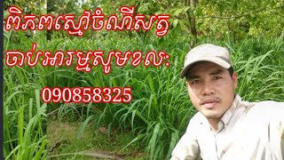 ចង់ដាំស្មៅចំណីសត្វមែនទេ??