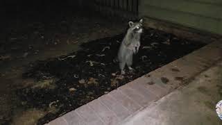 Mother Raccoon DOESN'T like Rogue Raccoons coming too close to her babies !!