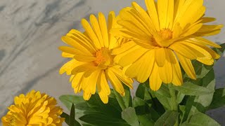 Calendula grow guide //ক্যালেন্ডুলা ফুল কখন এবং কি পরিচর্যা করবেন #calendula