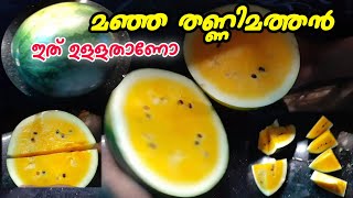 തണ്ണിമത്തന്റെ ദശ മഞ്ഞ കളർ സത്യമോ |how to cut yellow watermelon | yellow watermelon fruit cut