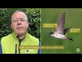 bto garden birdwatch telling apart swift swallow and house martin