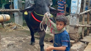 Cow unloading, cow videos,cow video,big cow,goru hamba cow,Gabtoli,Paragram[Ep -34](Kurbani Eid2022)