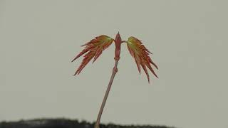 イロハモミジの芽吹き