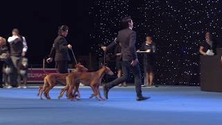 DOGS4ALL 2018 / NORDIC WINNER: Best breeders group