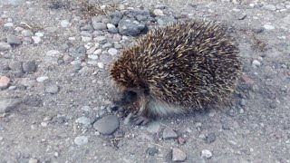 Hedgehog Rescue || ViralHog