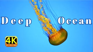 [New] [2023] Explore Deep Ocean 4K HDR : Hidden Underwater World! by MrAstronomer