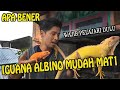 JANGAN PELIHARA IGUANA ALBINO KALAU BELUM TAU!!, TONTON VIDIO INI SEBELUM PELIHARA OKE,