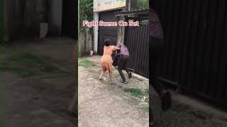 කොල්ලට කෙල්ලගෙන් කන පැලෙන්න වදි 🥲😂 Fight scenes | Michel Dilhara | Behind the scenes