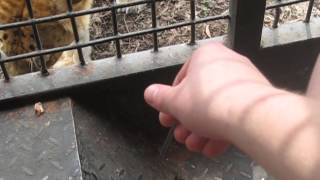 Feeding tigers at the Shenzhen Zoo in Shenzhen, China