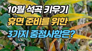 10월의석곡관리 휴면 준비를 위한 취해야할 3가지 중요관리