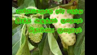 வெண்நுணா  மரம் | Noni plant benefits