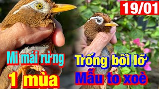 Hoạ mi mái rừng✅ trống bổi lỡ