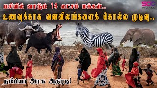 பசியில் வாடும் 14லட்சம் மக்கள்.  உணவுக்காக வனவிலங்குகளைக் கொல்ல முடிவு. நமீபியாஅரசு அதிரடி!@SDCWorld