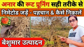 पौधों की निमेटोड जड़ें कैसे निकाले | Right method of pomegranate root pruning |nematodes/pomegranate