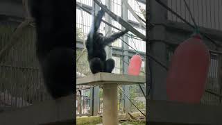 秋時🍄③チンパンジー・ギンくん・スグルくん・沖縄こどもの国・・・Chimpanzee ・Okinawa Zoo \u0026 Museum(20231023)