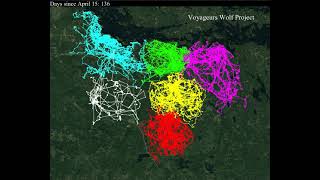GPS tracking of wolf packs