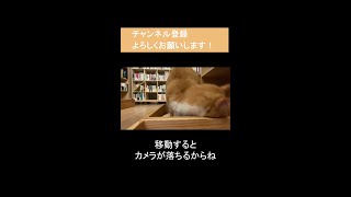 【DaiGo】猫に「カメラ落ちるからそこ居て」とお願いした結果...〈切り抜き動画〉　#shorts