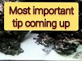 snowflake eel reefing tips and tricks with the reefer