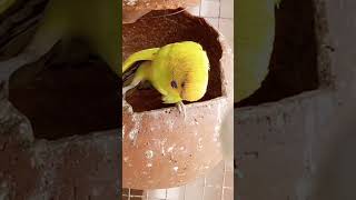 lovely birds🥰...#birds #parakeet #lovebirds #parrot #shorts #youtubeshorts #shortsfeed #viralvideo