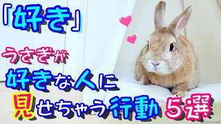 【好き】うさぎが家族の中で1番好きな人にみせちゃう行動５選！飼い方！(11歳シニアうさぎ🐰 Cute Rabbit)【No0158】