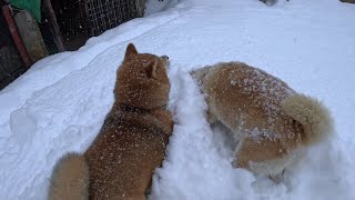 柴犬は大雪の中におもちゃを投げると大喜びで突っ込んでいきます⛄️🪢