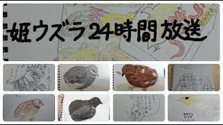 姫ウズラ24時間放送　Raising King Quail(chicks) 24/7 Live Stream from Tokyo.