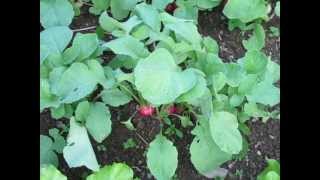 When to Harvest Radishes for the Best Taste