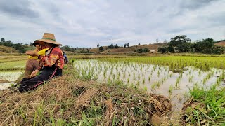 ດໍານາແຊງ. ฤดูทำนาแซง วิถีชีวิตชนบทประเทศ.ลาว🇱🇦 | โอสถบ่าวลาวพาทำงาน