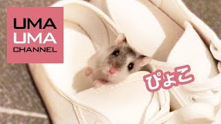 うちのハムスターが犬っぽい【うまる#19】A doggish hamster