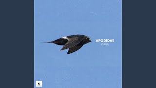 Apodidae