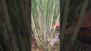 86032 sugarcane