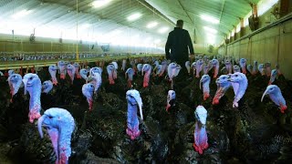 Incredible Poultry Farm Technology Produces Million Turkeys - Modern Turkey processing Factory