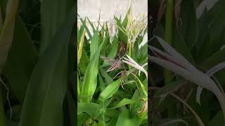 Hawk moths stay in the air and fly to suck nectar.（Agrius convolvuli from Taiwan )白薯天蛾空中定點吸花蜜。