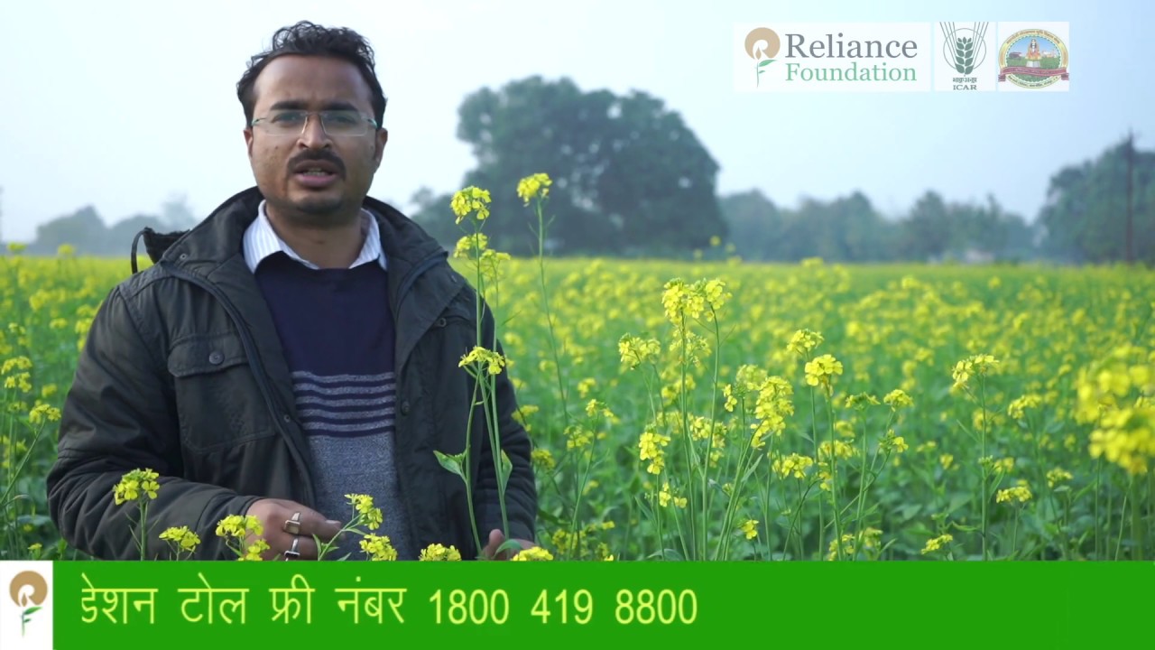 सरसों में उर्वरक प्रबंधन | Basal Fertilizer Application For Mustard ...