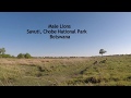 Male Lions Savuti, Chobe National Park Botswana