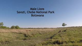 Male Lions Savuti, Chobe National Park Botswana