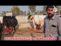 bhalwal dairy farm holstein friesian cow dairy farming global village farming