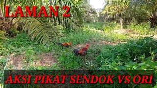 Mikat Ayam Hutan Merah Sumatra: Aksi Si SENDOK