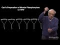 edmond fischer u. washington reversible protein phosphorylation as a regulatory mechanism