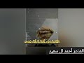 شعر الأصل يبقى أصل لو أكله خميره