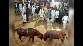 Shreenathji goushala gopashtami utsav male buffalo fight