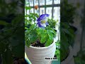 blooming columbine in a pot bloomathome flowers bloomgarden garden flowerbloom