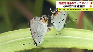 絶滅危惧種のチョウ「タイワンツバメシジミ」 小学生が保全活動 産卵場所とエサになるシバハギ植える (23/07/19 17:16)