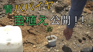 苗植えのコツをちょっと教えます。