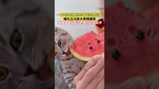 一直吃西瓜皮的小猫吃到西瓜瓤瞳孔立马放大…… @中文热点信息 #新闻 #时政 #政治 #中国 #民生 #情感 #正能量 #社会问题 #政府 #政策 #分析