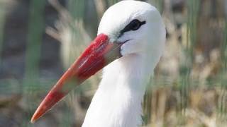 シュバシコウのクラッタリング~White stork