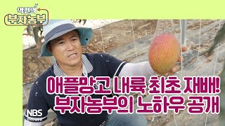 [역전의부자농부 212회] 애플망고 내륙 최초 재배 부자농부의 노하우는?