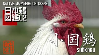 日本鶏図鑑02　小国鶏　The World of Native Japanese Chickens