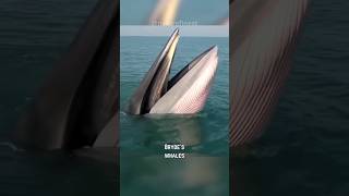 Bryde's Whale | Hidden Giants of the Sea