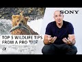 TOP 5 Wildlife Photography Tips From A Pro | Colby Brown | Sony Alpha Universe